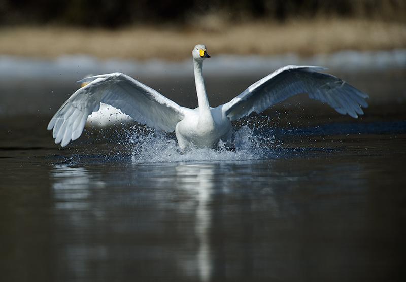 Sangsvane - Whopper swan (Cygnus cygnus) ad. landing.jpg